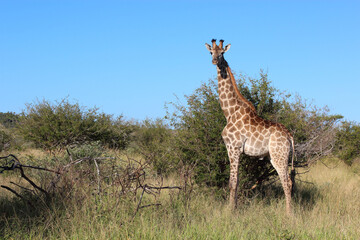 Giraffe / Giraffe / Giraffa camelopardalis