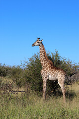 Giraffe / Giraffe / Giraffa camelopardalis