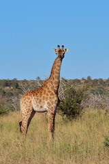 Giraffe / Giraffe / Giraffa camelopardalis