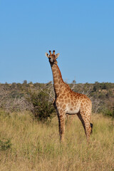 Giraffe / Giraffe / Giraffa camelopardalis