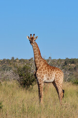 Obraz premium Giraffe / Giraffe / Giraffa camelopardalis