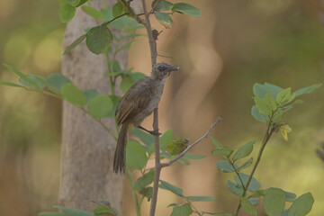Junior Bulbul