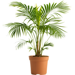 Livistona Palm plant in flower pot, transparent background