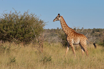 Giraffe / Giraffe / Giraffa camelopardalis