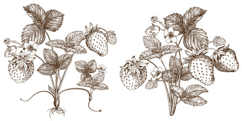 Set of vector drawings of strawberries. Berries, flowers, leaves. Engraving style illustration. Farm harvest isolated on white background. Great for label, poster, print, logo. Vector.