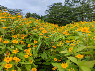 A lush expanse of green plants with vibrant yellow flowers, each boasting a striking orange center, in the garden.