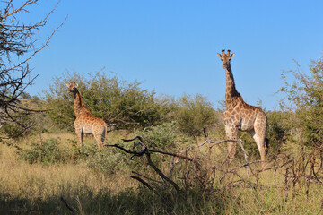 Giraffe / Giraffe / Giraffa camelopardalis