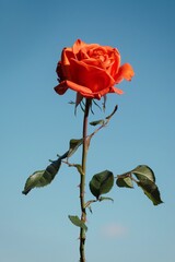 Blooming red rose on calm blue background. Serene floral elegance.