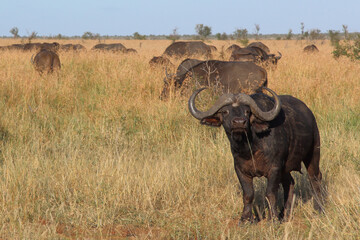 Obraz premium Kaffernbüffel / African buffalo / Syncerus caffer