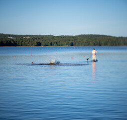 Naklejka premium Person falling into a lake in early evening.