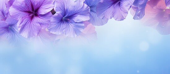 Background with a petunia copy space image