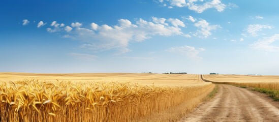 Rural scene of a dirt road winding through vast wheat fields with a clear sky and copy space image