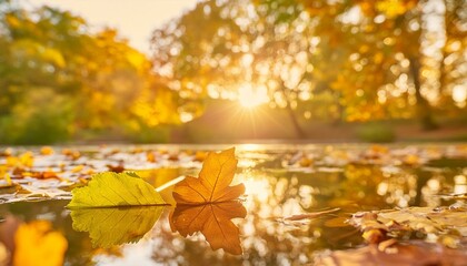Floating Leaves and Sunlit Trees: A Fall Symphony