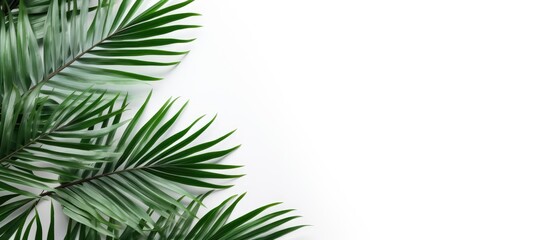 beautiful palms leaf on white background. Copy space image. Place for adding text and design