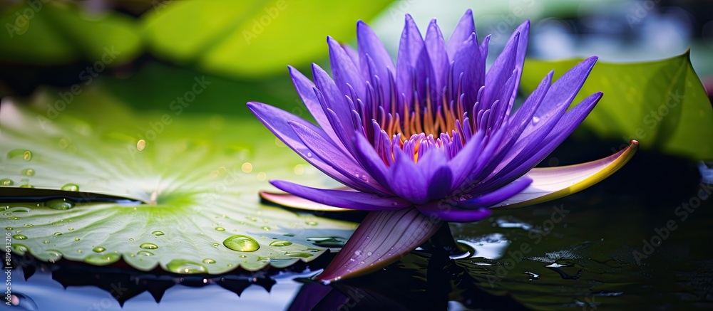 Poster a purple waterlily close up with a leafy background creating a beautiful composition for a copy spac