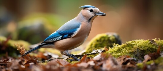Close up of a European jay Scientific name Garrulus Glandarius facing left in natural woodland habitat with beak filled with two peanuts Clean background Copy space Horizontal
