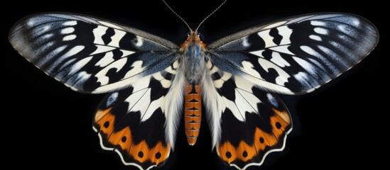 The Nine spotted moth also known as Amata phegea or Syntomis phegea is shown in a copy space image