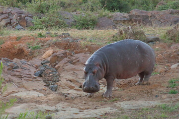 Flußpferd / Hippopotamus / Hippopotamus amphibius