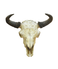 Bison skull on a white background.