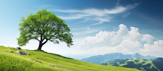 Summer view of a tree on a mountain slope with ample copy space image - Powered by Adobe