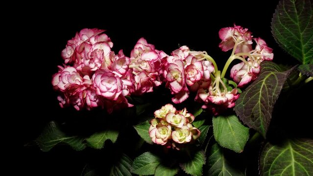 Time lapse footage of withered Hydrangea flower turning to fresh, become vivid and beautiful, back to new life, 4k b roll video studio shot.