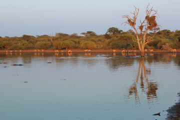 Afrikanischer Busch - Krügerpark - Sunset Dam / African Bush - Kruger Park - Sunset Dam /