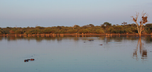 Naklejka premium Afrikanischer Busch - Krügerpark - Sunset Dam / African Bush - Kruger Park - Sunset Dam /