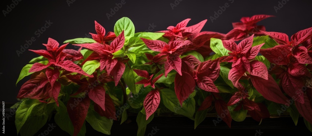 Aufkleber the red hairy basil a tropical native is inedible and toxic leading to digestive issues. copy space 