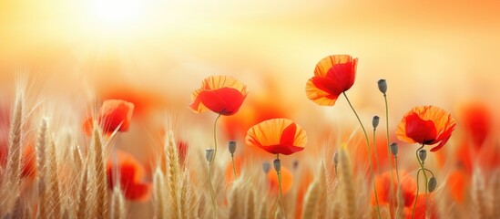 Fototapeta premium Blooming red poppies in a wheat field with copy space image