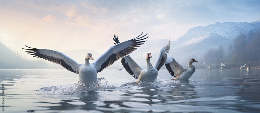 Poster geese gracefully touch down on the water s surface creating a serene scene in this captivating copy 