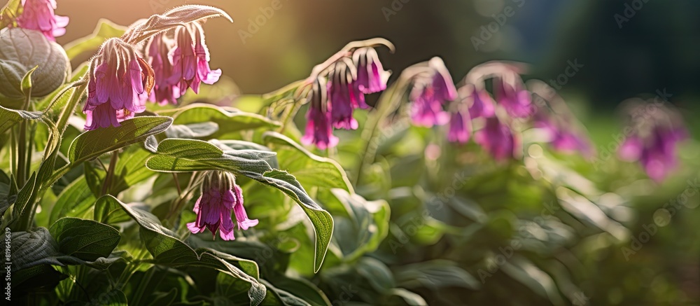 Canvas Prints Comfrey flowers in the garden photographed with selective focus and shallow depth of field creating a beautiful copy space image