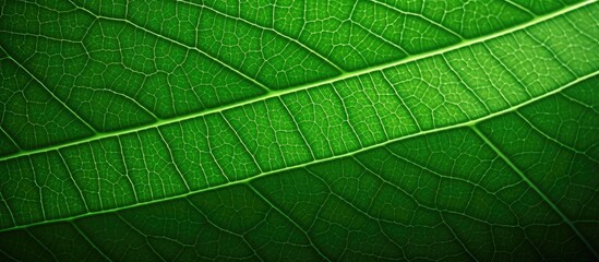 Detailed macro shot of a vibrant green leaf texture showcasing a stunning pattern that can be used for a natural background concept with copy space image