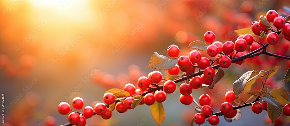 Poster soft evening sunlight shining on clusters of red berries of a cotoneaster horizontalis decne creatin