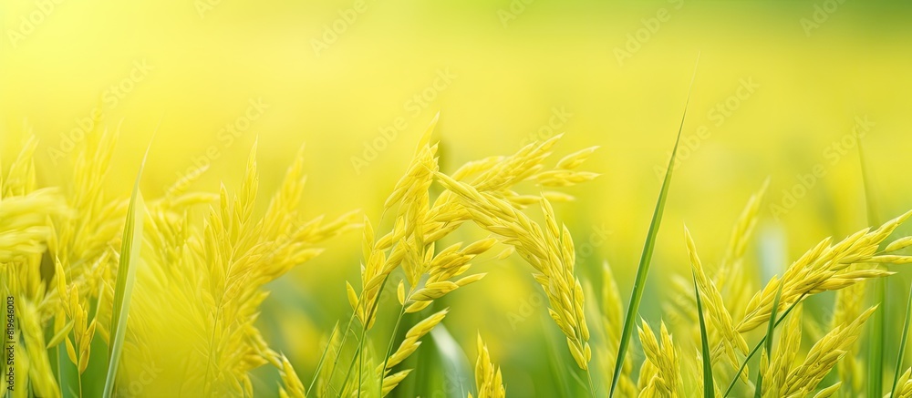 Poster close up of beautiful green rice field background with soft focus featuring yellow rice fields displ