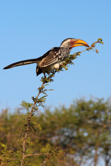 Fototapeta premium Südlicher Gelbschnabeltoko / Southern yellow-billed hornbill / Tockus leucomelas