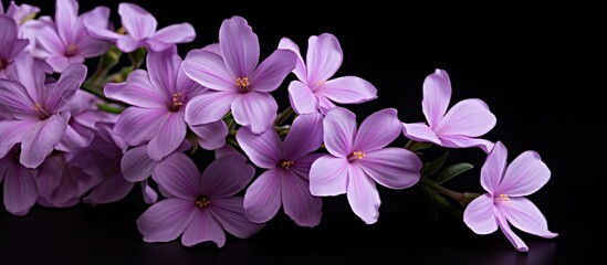 light lilac flowers isolated on black background. Copy space image. Place for adding text and design