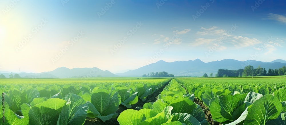 Poster freshly growing cabbage field with expansive landscape view and a clear sky in the background ideal 