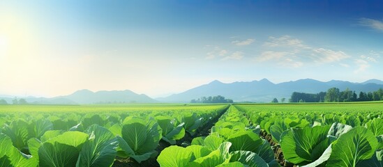 Freshly growing cabbage field with expansive landscape view and a clear sky in the background ideal for copy space image
