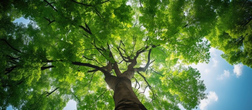 A tall green tree as viewed from the ground reaching up towards the sky in a copy space image