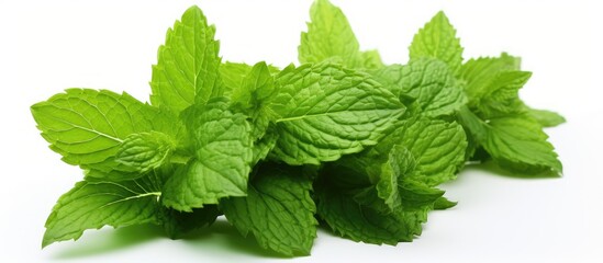 Spearmint leaves scattered against a clean white backdrop provides ample copy space image for text or graphics