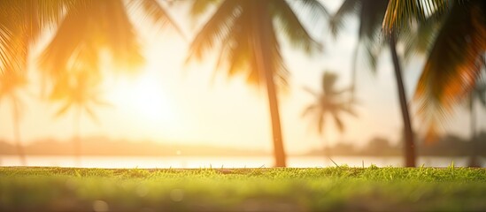 Sunset at a tropical beach park with coconut trees creates a blurred nature bokeh effect in the green surroundings ideal for a copy space image
