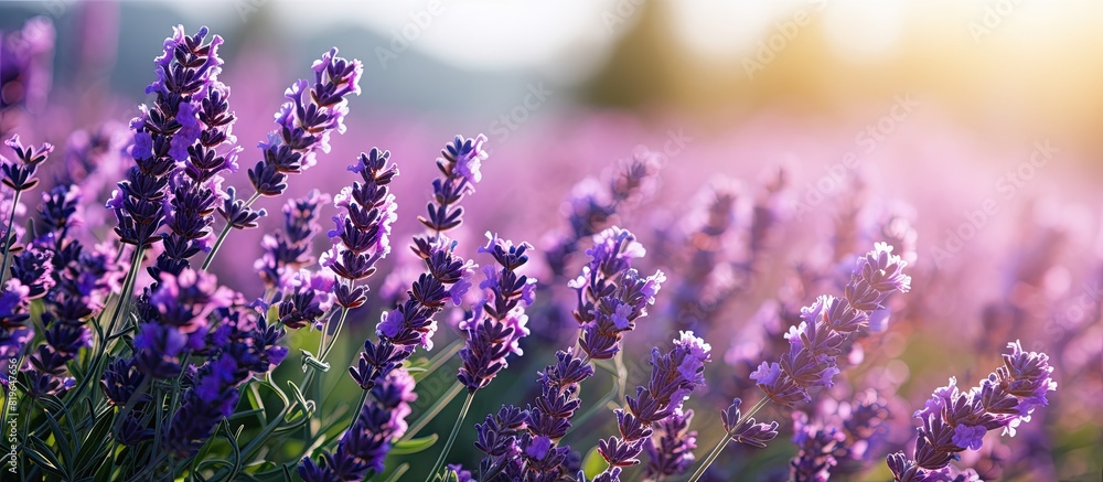 Poster close up view of numerous lavender plants in bloom in a field with copy space image
