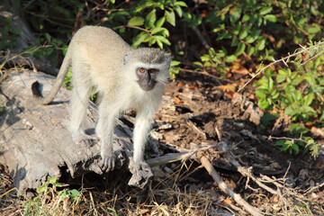 Grüne Meerkatze / Vervet monkey / Cercopithecus aethiops .