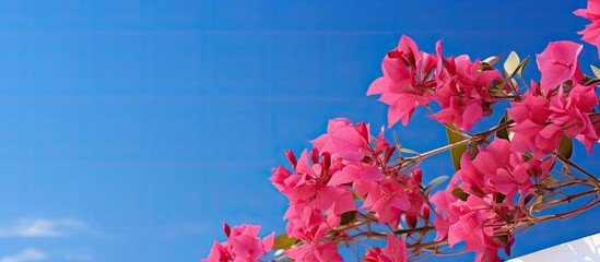 Bougainvillea a thorny ornamental plant in the Nyctaginaceae family features stunning colors against a clear blue sky in the copy space image