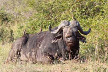Kaffernbüffel und Rotschnabel-Madenhacker / African buffalo and Red-billed oxpecker / Syncerus...