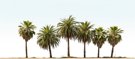 Obraz premium African palm tree on white backdrop for park or garden decor with copy space image