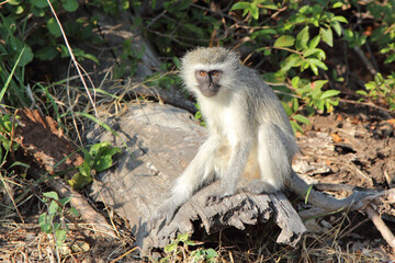 Obraz premium Grüne Meerkatze / Vervet monkey / Cercopithecus aethiops .