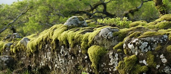Gray lichens create a natural backdrop on the Kaulana Manu Nature Trail Big Island Hawaii ideal for a copy space image
