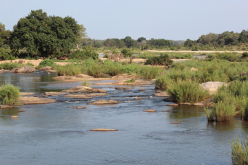 Afrikanischer Busch - Krügerpark - Sabie River / African Bush - Kruger Park - Sabie River /
