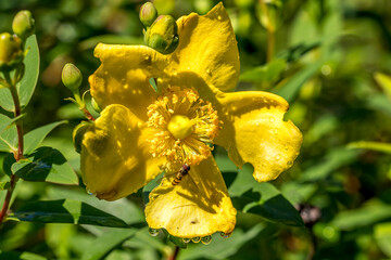 Synema globosum (thomise Napoleon) on a St. John's wort flower